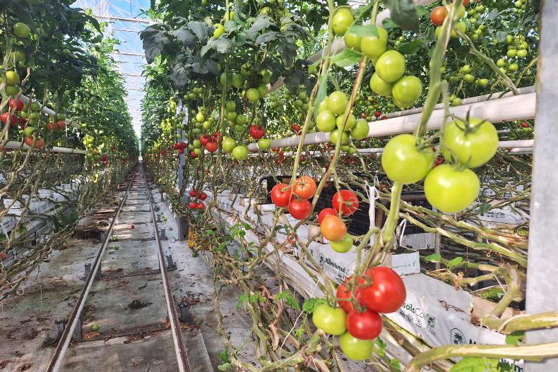 30-acre Hungarian tomato farm utilising modern greenhouses