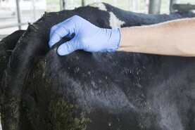 Five tips for condition scoring cows Five tips for condition scoring cows