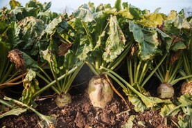 New Smart fodder beet on the way New Smart fodder beet on the way