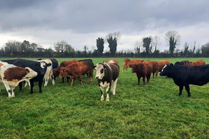 Tullamore Farm: sheep mating progresses as suckler herd weaning completed