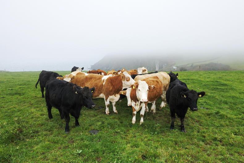 Farmer Writes: cows out as long as conditions allow