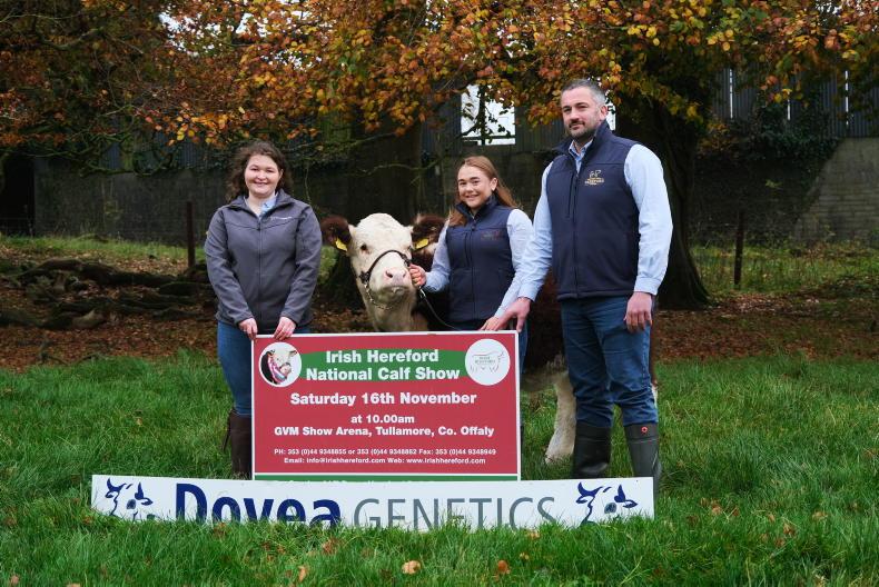 National Hereford calf show set to showcase top genetics