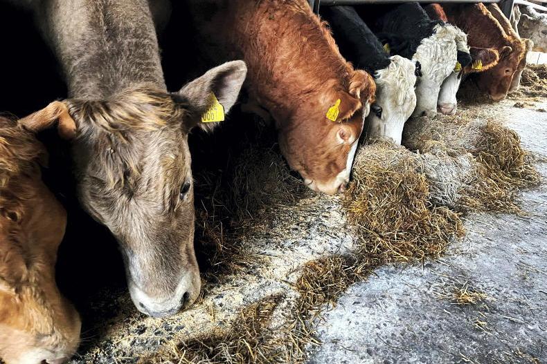 NI Trends: base prices edging upwards on cattle; deals on weight for lambs