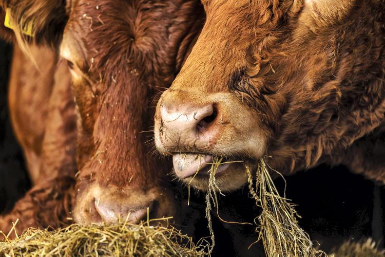 Watching for repeat breeding in autumn-calving cows 
