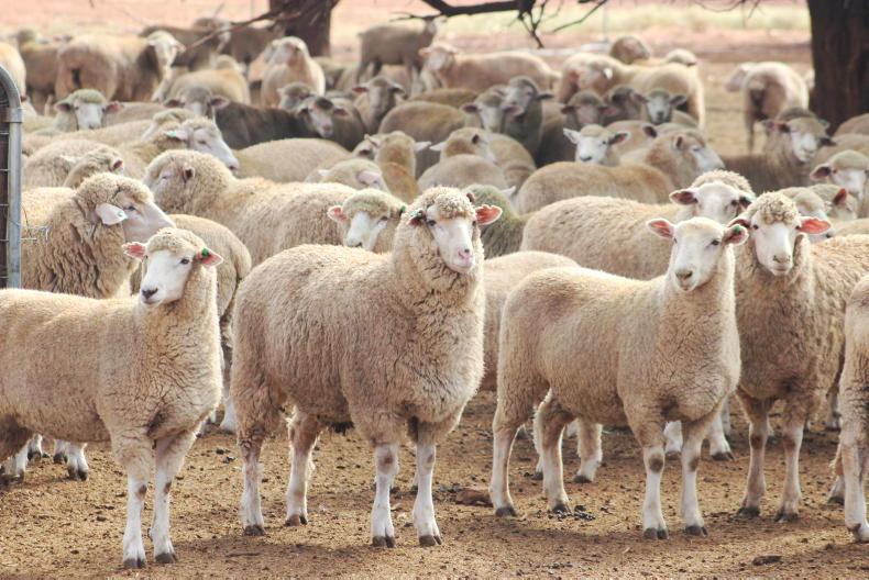 UK imports over 22,000t of Australian sheepmeat in 2024