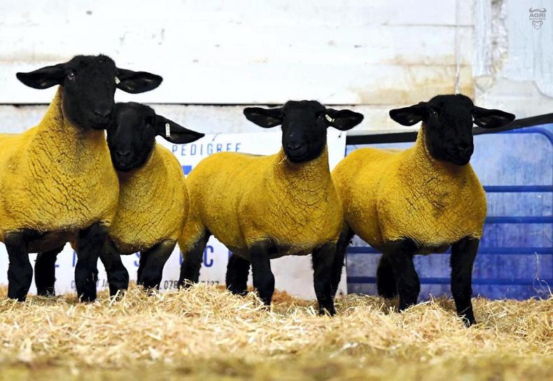 Smyths Seasonal Surprise tops at £3,900 for a Suffolk ewe lamb
