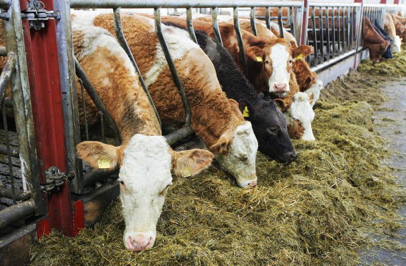 New beef schemes for NI farmers in 2025