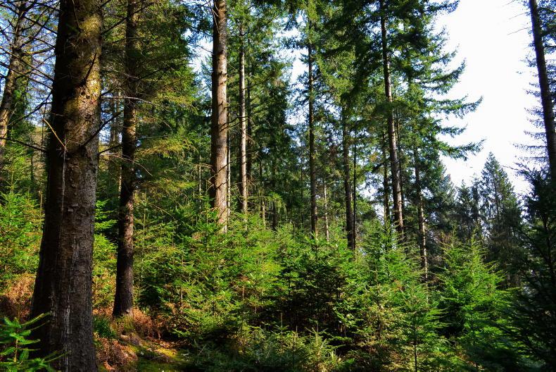 Pointers for tackling the forestry malaise 