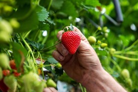 Agri jobs: operatives needed on Wexford fruit farm Agri jobs: operatives needed on Wexford fruit farm
