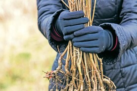 Gardening with Kitty: embrace the stillness and solace Gardening with Kitty: embrace the stillness and solace