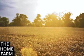 Home Farm: options for supplementing cattle rations Home Farm: options for supplementing cattle rations