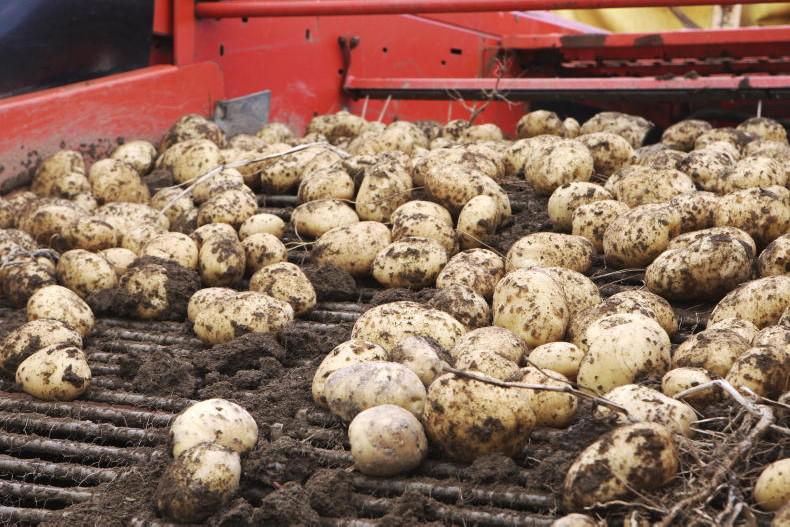 Dempsey at Large:  pressure on horticulture