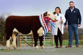 Quality to the fore at national Hereford calf show Quality to the fore at national Hereford calf show