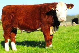 Gouldingpoll 1 Duchess leads 'Genetic Gems' at €5,200 Gouldingpoll 1 Duchess leads 'Genetic Gems' at €5,200
