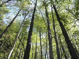 Party manifestos avoid forestry's role in achieving net zero by mid-century Party manifestos avoid forestry's role in achieving net zero by mid-century