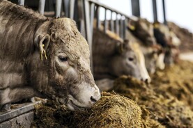 Tullamore bulls - decision time: finish or sell weanlings?
