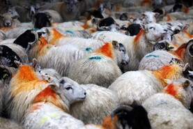 Increased liver fluke risk in north and west, Department warns Increased liver fluke risk in north and west, Department warns