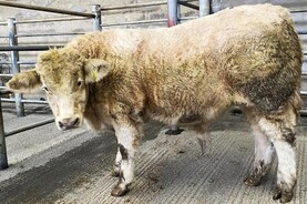 Camera at the Mart: farmers fight it out for Kingscourt weanlings Camera at the Mart: farmers fight it out for Kingscourt weanlings