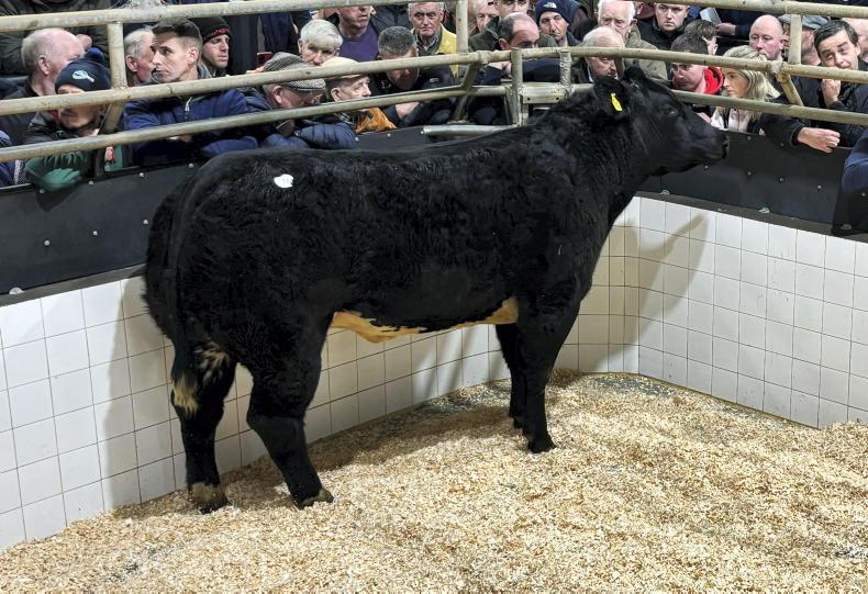 Camera at the Mart: Brennan’s sale sees Blues to €7,000