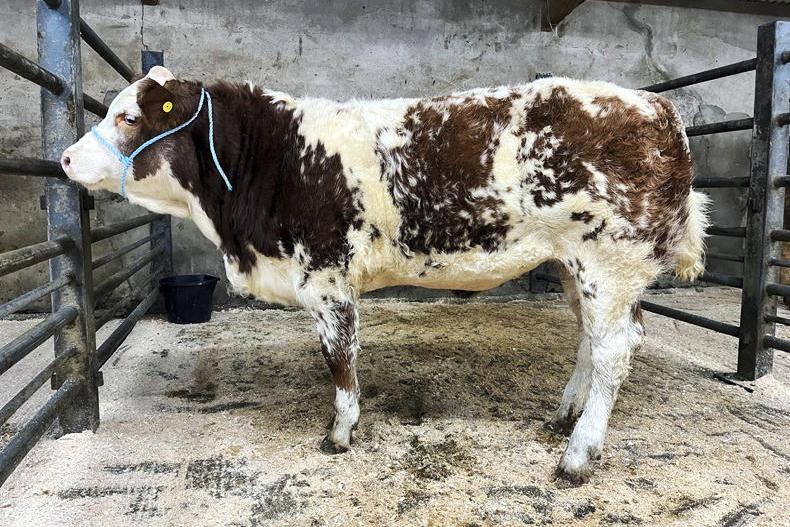 Camera at the Mart: butchers out in force at Swatragh fatstock sale 