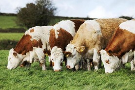 Renewed positivity at Teagasc beef conference Renewed positivity at Teagasc beef conference