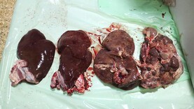 Sheep Management: high risk of liver fluke in high percentage of sheep flocks Sheep Management: high risk of liver fluke in high percentage of sheep flocks