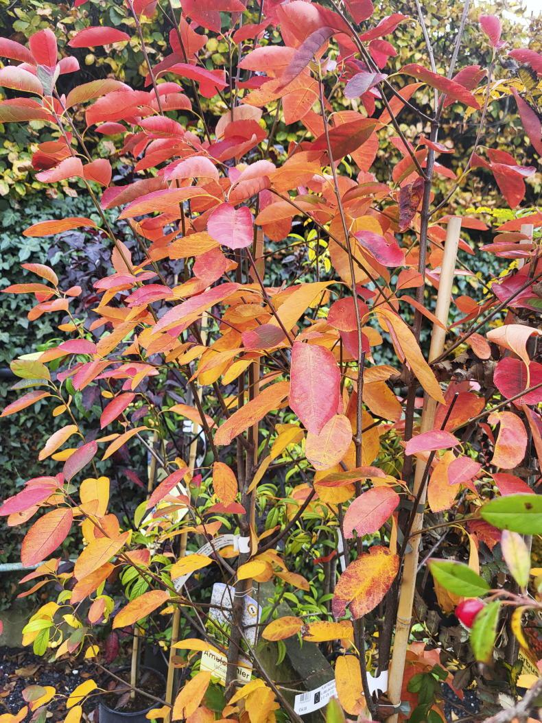 Gardening with Gerry: two seasons of true beauty