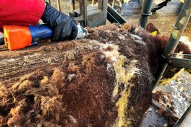 Clipping cattle following housing Clipping cattle following housing
