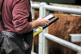 Tullamore Farm: grazing comes to a close as cull cows start to move