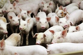 Agri jobs: Pig farm assistant needed in Cavan Agri jobs: Pig farm assistant needed in Cavan