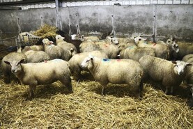 Sheep clean livestock policy refresher course Sheep clean livestock policy refresher course