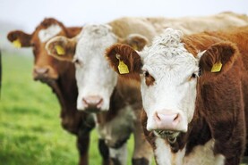 Farmer Writes: no water but all the rain Farmer Writes: no water but all the rain