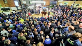 Blog recap: Carrick Winter Fair 2024 Blog recap: Carrick Winter Fair 2024