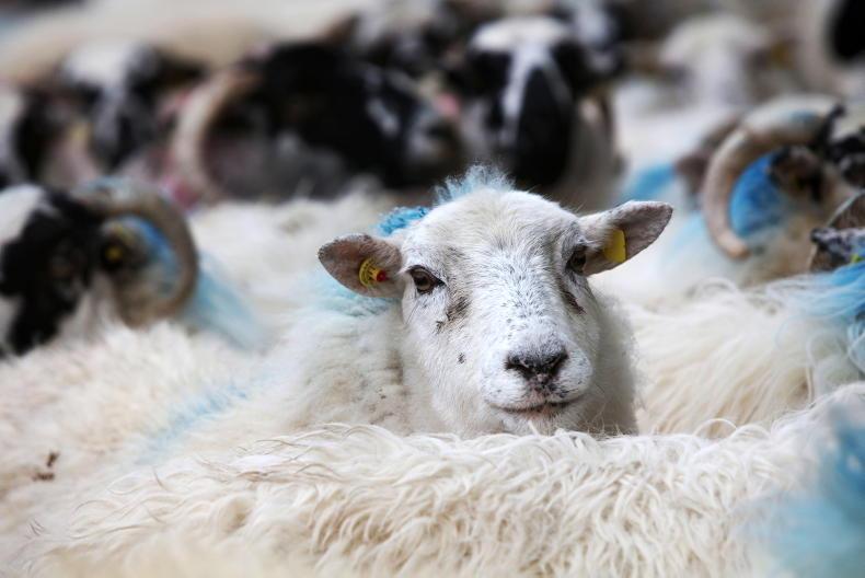 Sheep census and SIS reference number