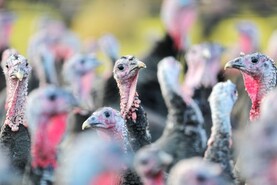 Trade has yet to crank up for turkey farmers as festive season approaches Trade has yet to crank up for turkey farmers as festive season approaches