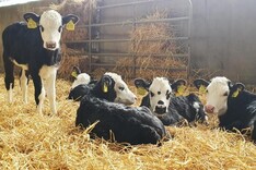 Top tips for rearing dairy beef calves Top tips for rearing dairy beef calves