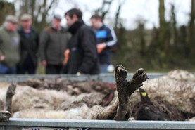 IFA blasts lack of action on dog attacks on sheep IFA blasts lack of action on dog attacks on sheep