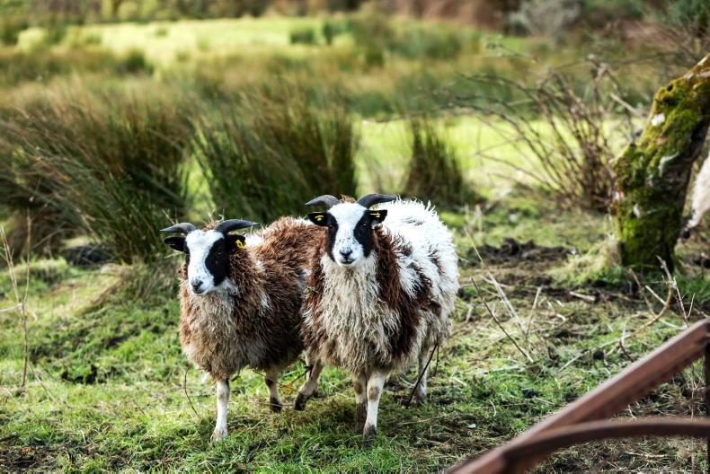 Macra hosting farm future-proofing event in Roscommon