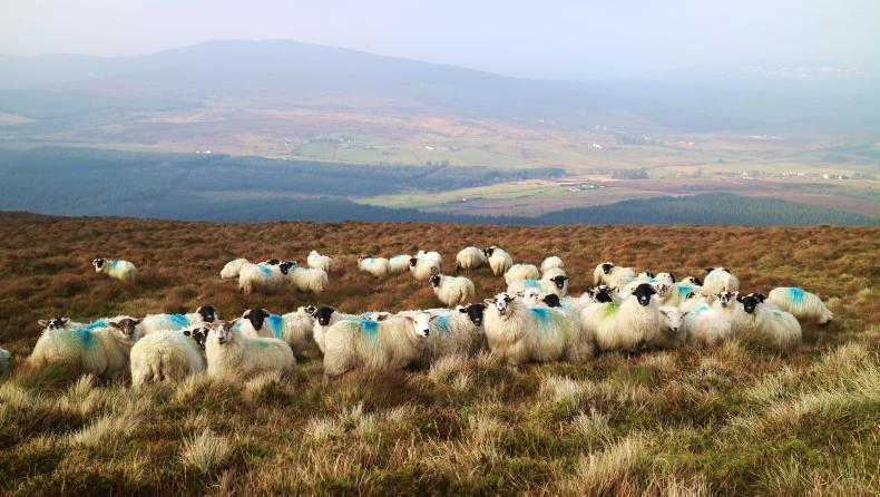 Options for sheep headage payment are ‘limited’