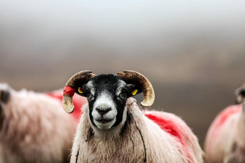 Illegal sheep imports destroyed at NI port