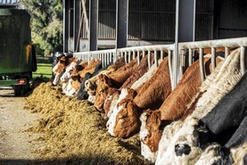 NI Trends: finished cattle prices continue to rise; big lift in lamb quotes NI Trends: finished cattle prices continue to rise; big lift in lamb quotes