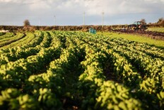 Tillage Podcast: potatoes, harvest yields and winter area Tillage Podcast: potatoes, harvest yields and winter area