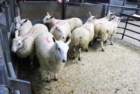 UK October sheep kill lowest on record UK October sheep kill lowest on record