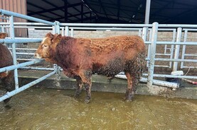 Tullamore Farm: bulls set sail for Italy and students fly in from Kansas Tullamore Farm: bulls set sail for Italy and students fly in from Kansas