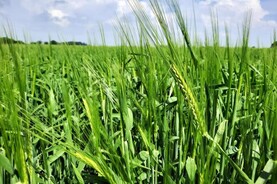 Survey: regulations pressuring tillage farmers Survey: regulations pressuring tillage farmers