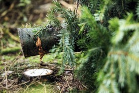Gardaí targeting Christmas tree robbers Gardaí targeting Christmas tree robbers