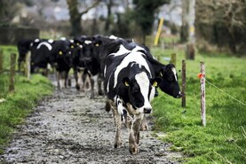 Autumn is 'the start' of the grazing season Autumn is 'the start' of the grazing season