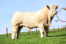 Charolais bulls average €6,000 at lively Christmas Cracker sale Charolais bulls average €6,000 at lively Christmas Cracker sale