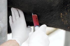 Letter: can vets only be educated south of the Liffey or Shannon? Letter: can vets only be educated south of the Liffey or Shannon?