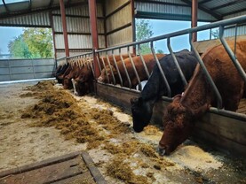 Struggles with two year-old calving Struggles with two year-old calving